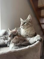 Mainecoons xxl, Meerdere dieren, Gechipt, 0 tot 2 jaar