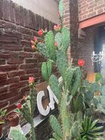 Grote opuntia bergeriana, Ophalen, Cactus, 200 cm of meer