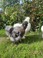 2 zijdehoender hanen, Mannelijk, Kip