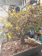 Bonsai pre  zelkova, Tuin en Terras, Ophalen, Bloeit niet, Halfschaduw, Overige soorten