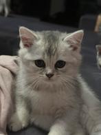 Silver Shaded Brits Korthaar kittens LAATSTE KATER!, Dieren en Toebehoren, Katten en Kittens | Raskatten | Korthaar, Meerdere dieren