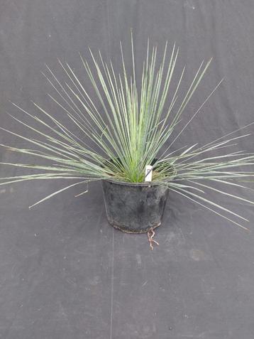 Yucca linearifolia ssp. Galeana 8, 45 cm incl. pot, diam. 70 beschikbaar voor biedingen