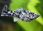 dalmatier molly €4,95, Dieren en Toebehoren, Vis, Zoetwatervis