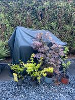 Japanse Esdoorn, Leiboom, Halfschaduw, Minder dan 100 cm, Zomer