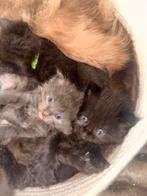 Ragdoll x maincoon, Meerdere dieren, Ontwormd