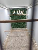 Majoor putters 2025, Meerdere dieren, Wildzangvogel