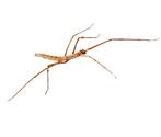 Wandelende tak nimfjes, Dieren en Toebehoren, Insecten en Spinnen, Wandelende tak