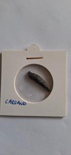 Fossiele dolfijn tand - Cadzand vondst, Verzamelen, Mineralen en Fossielen, Ophalen of Verzenden, Fossiel