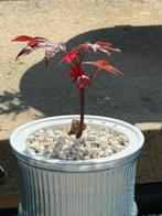 Acer palmatum Atropurpureum Stekje, exclusief pot, Tuin en Terras, Volle zon, Vaste plant, Bloeit niet, Ophalen