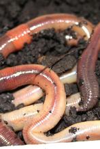 wormen, casters, maden, pinky's, wasmot etc evt per post, Watersport en Boten, Hengelsport | Algemeen, Ophalen of Verzenden, Nieuw