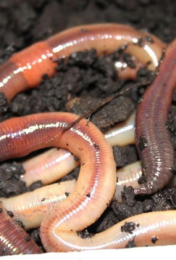 wormen, casters, maden, pinky's, wasmot etc evt per post, Watersport en Boten, Hengelsport | Algemeen, Nieuw, Ophalen of Verzenden