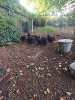 marans kippen, Dieren en Toebehoren, Pluimvee, Meerdere dieren, Kip