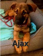 Ajax zoekt baasje, Dieren en Toebehoren, Particulier, Rabiës (hondsdolheid), Reu, 8 tot 15 weken