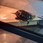 Chinese streepschildpad, Dieren en Toebehoren, Reptielen en Amfibieën, Schildpad, 3 tot 6 jaar
