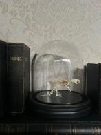 24 karaat verguld muisskelet taxidermie opgezet, Ophalen of Verzenden, Nieuw, Boerderijdier, Schedel