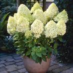 Pluimhortensia, Hydrangea Paniculata Limelight (wit/ roze), Volle zon, Vaste plant, Zomer, Ophalen