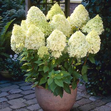 Pluimhortensia, Hydrangea Paniculata Limelight (wit/ roze) beschikbaar voor biedingen