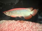 Potamotrygon super red, Vis