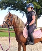 Rijpony hengst met veel uitstraling, Dieren en Toebehoren, Pony's, A pony (tot 1.17m), 3 tot 6 jaar, Gechipt, Zadelmak