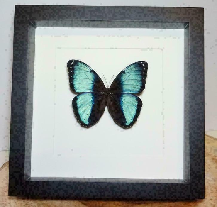 Morpho achilles vlinder in lijst, Verzamelen, Dierenverzamelingen, Nieuw, Opgezet dier, Insect, Ophalen of Verzenden