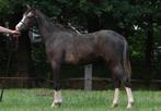 Mooi welsh b jaarling merrie en 2 hengstveulens, Dieren en Toebehoren, Pony's, Merrie, Niet van toepassing, 0 tot 2 jaar, C pony (1.27m tot 1.37m)