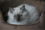 Ragdoll kittens, Dieren en Toebehoren, Meerdere dieren, Gechipt