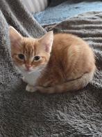Kitten  gereserveerd, Dieren en Toebehoren, Katten en Kittens | Overige Katten, Poes