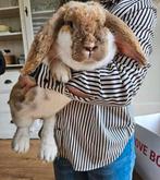 Franse hangoren, Dieren en Toebehoren, Meerdere dieren, Groot