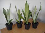 sanseveria moonshine, Overige soorten, In pot, Minder dan 100 cm, Groene kamerplant