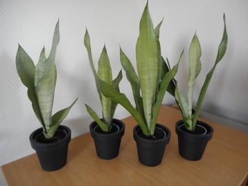 sanseveria moonshine  beschikbaar voor biedingen