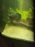 wildkleur oscar zuid amerika cichlide 15cm te koop, Vis, Zoetwatervis