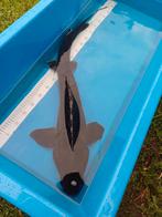 Diamantsteur 100 cm, Dieren en Toebehoren, Karper of Koi
