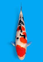 Sanke hoge kwaliteit tosai van Dainichi koi farm japan, Dieren en Toebehoren, Vissen | Vijvervissen, Karper of Koi