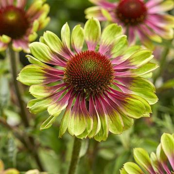 Echinacea purpurea 'green Twister' biologische zaden