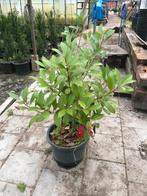 Tekoop: Photinia Red Robin struik in pot, Ophalen, Zomer, Klimplanten, Halfschaduw