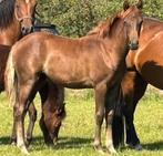 Prachtige Welsh Partbred en Nrps merrieveulens, Dieren en Toebehoren, Pony's, Merrie, 0 tot 2 jaar