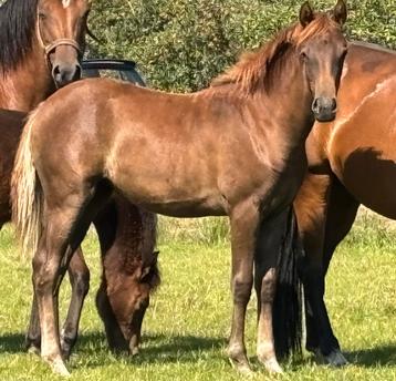 Prachtige Welsh Partbred beschikbaar voor biedingen