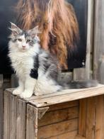 XL maincoon kater., Dieren en Toebehoren, Katten en Kittens | Raskatten | Langhaar, Kater, Ingeënt