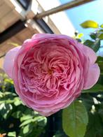 Klimroos Spirit of Freedom , David Austin ,bio gekweekt, Tuin en Terras, Ophalen of Verzenden, Vaste plant, Volle zon