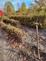 Beuken voor de haag .Haagbeuk  Beukenhaag, Tuin en Terras, Planten | Bomen, Ophalen, Bloeit niet, Halfschaduw, Overige soorten