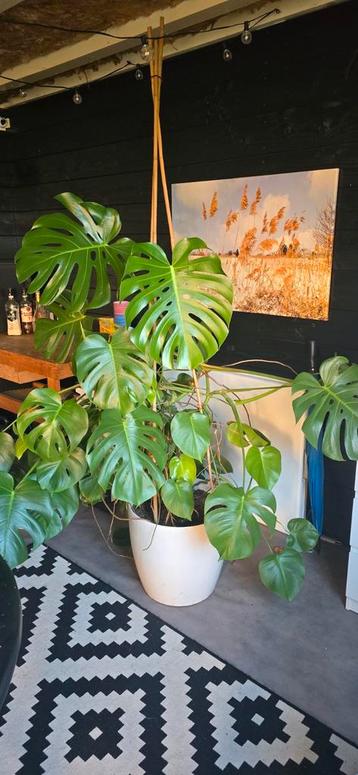 Mega grote Monstera incl. Pot beschikbaar voor biedingen
