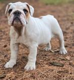 Engelse bulldog  teefje, Dieren en Toebehoren, Particulier, Rabiës (hondsdolheid), 15 weken tot 1 jaar, Buitenland