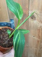 Musa basjoo variegata plant aurea yellow lemon albo mint, Ophalen of Verzenden, Halfschaduw, Minder dan 100 cm