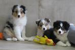Knappe Raszuivere Australian Shepherd pups, Dieren en Toebehoren, Honden | Herdershonden en Veedrijvers, Nederland, CDV (hondenziekte)
