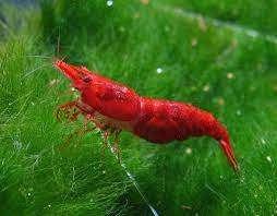Garnaal Neocaridina spec Sakura Super Red - Koidream Valburg, Dieren en Toebehoren, Vissen | Aquariumvissen, Zoetwatervis, Kreeft, Krab of Garnaal