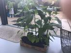 Paprika planten, Ophalen, Volle zon, Groenteplanten, Eenjarig