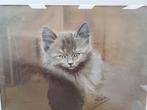 Prent van een kat 39770, Ophalen of Verzenden, Ongelopen, Hond of Kat