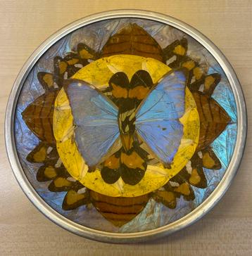Blauwe Morpho vlinder kunstbord muurdecoratie beschikbaar voor biedingen