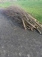 Gratis wilgen takken van de knotwilg, Tuin en Terras, Bloeit niet, Overige soorten, Minder dan 100 cm, Ophalen