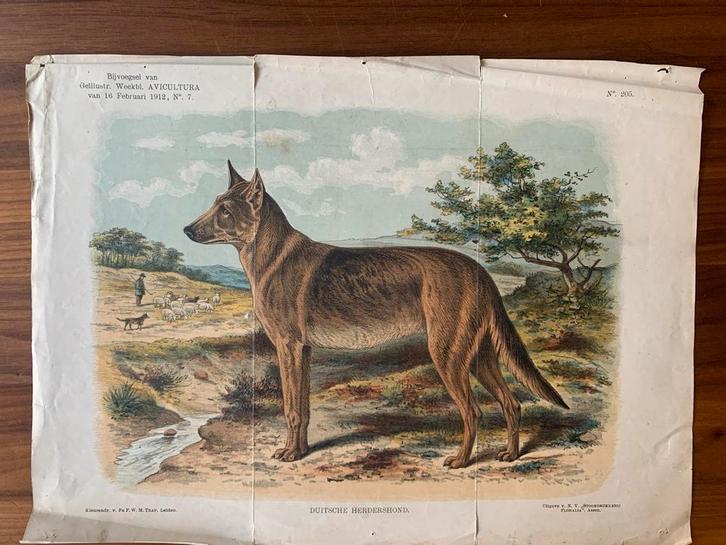 Duitsche Herder Prent uit 1912 - Avicultura, Antiek en Kunst, Antiek | Schoolplaten, Natuur en Biologie, Ophalen of Verzenden